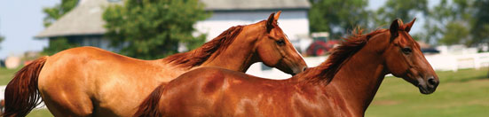 Equine Insurance